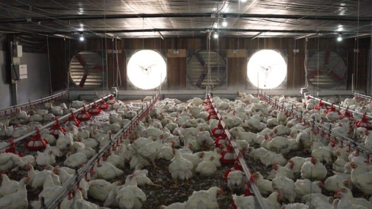 5 Common Mistakes in Poultry Farming and How to Avoid Them – Premium ...